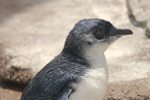 A little penguin, close up.