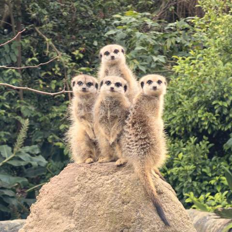 A family of meerkats standing alert on a rock.