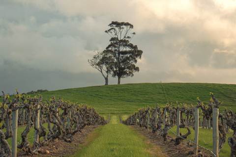 Rows of vines leading up a green hill to a gum tree.